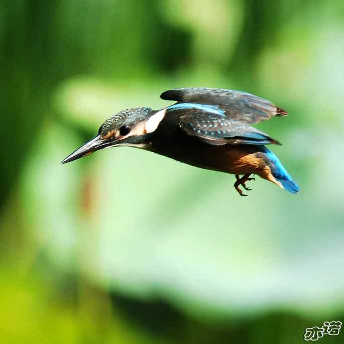 圆明园&nbsp;wbr路&nbsp;wbr跳水健将鈥斺斝〈