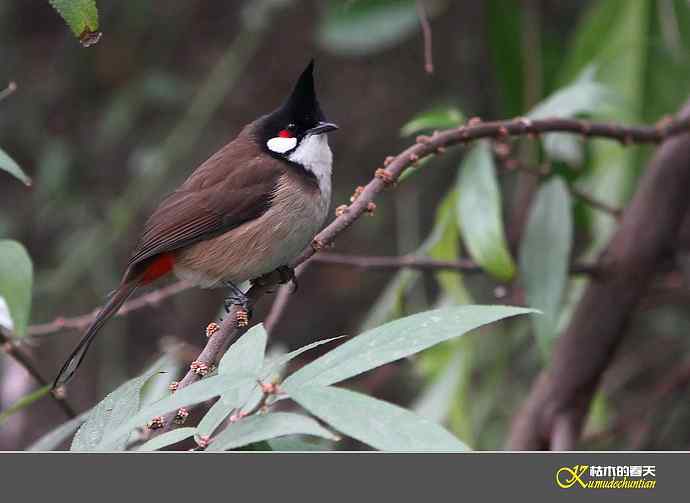 红耳鹎【实拍】