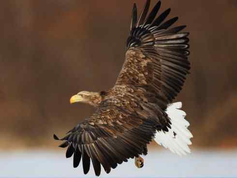 白头鸟系列：另类的美丽（吼海雕）