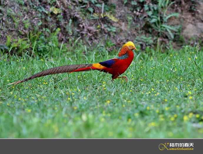 洋县拍鸟：红腹锦鸡