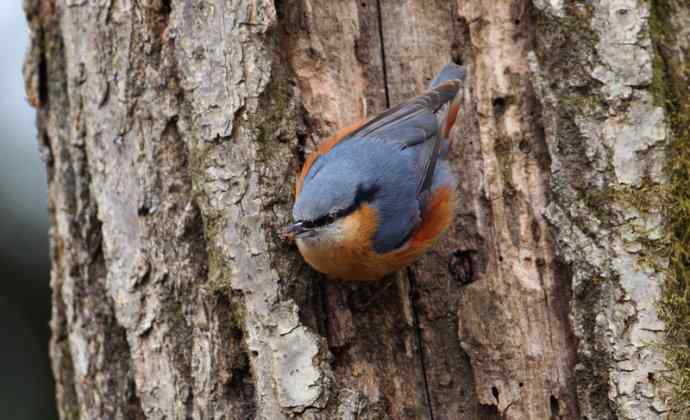 洋县两天观鸟，秦岭如此美妙！