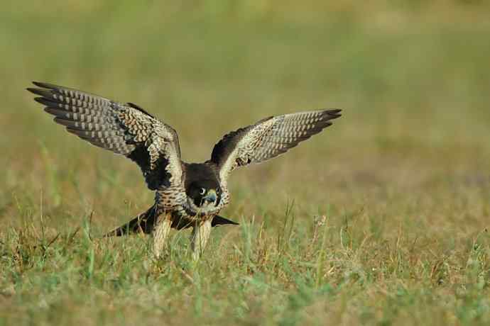 亮翅（秋阳下的游隼）