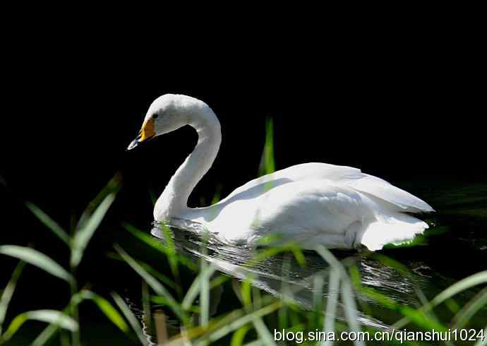 白天鹅.悠然自得(动物园)