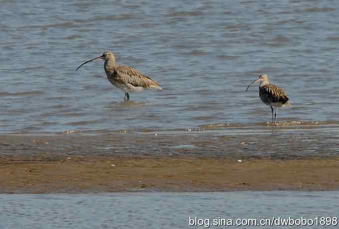 浅水湾：观日出赏美杓