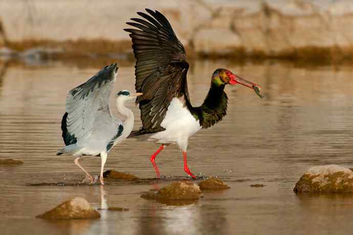 鹭鹳相争 wbr拍翁得意☆★ 鹭鹳相争 wbr拍翁得意☆★