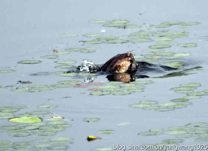 早餐 wbr鈥斺斝t捕鱼纪实 早餐 wbr鈥斺斝t捕鱼纪实