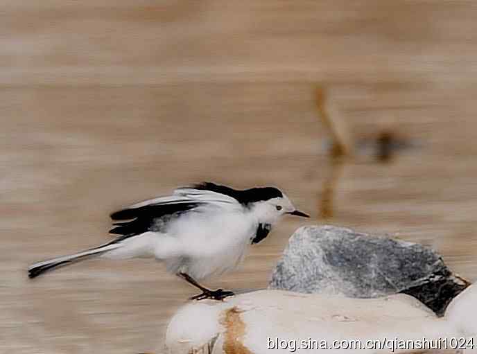 爱干净的小鹡鸰(十渡)