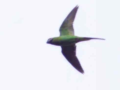 家禽驯化之源之七