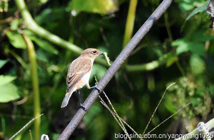 雌性黑喉石即鸟（2）