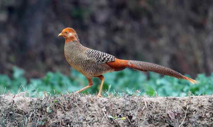 洋县两天观鸟，秦岭如此美妙！