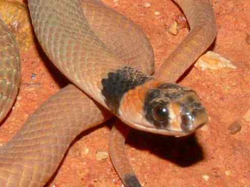 龙：传说的兽原型探秘（澳洲眼睛蛇类）