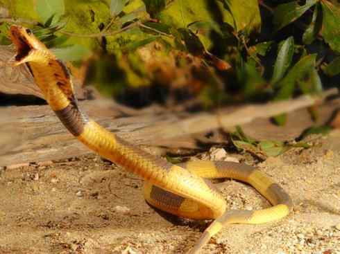 龙:传说的兽原型探秘(眼睛蛇类) 龙:传说的兽原型探秘(眼睛蛇类)