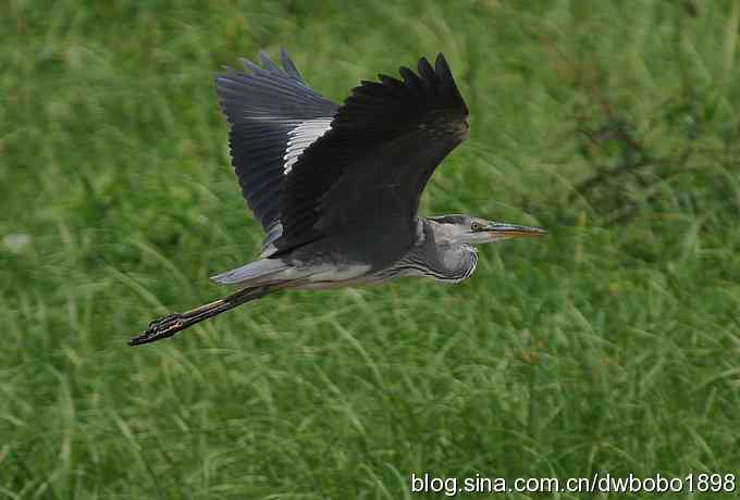 飞翔的苍鹭