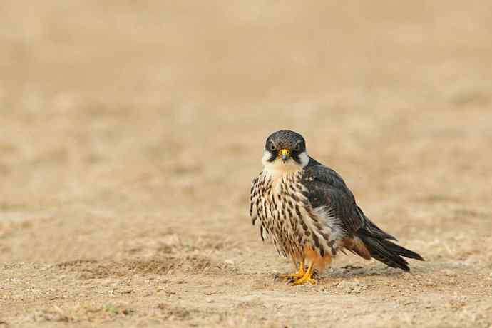 摄猛野鸭湖（地版与早餐）