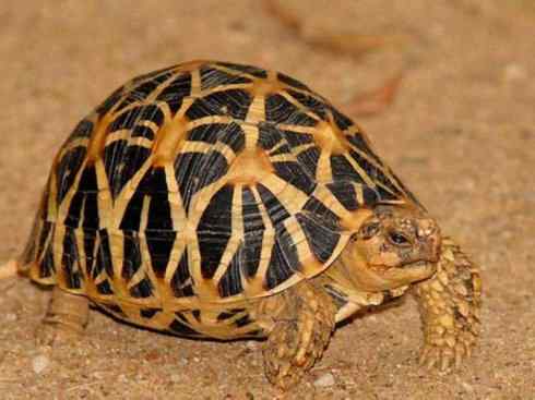 玄武：传说的兽原型探秘（象龟）