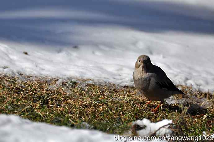 丝光椋鸟 wbr3 丝光椋鸟 wbr3