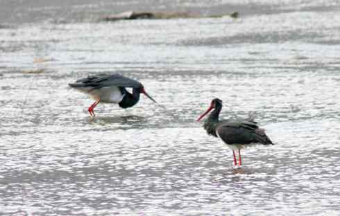 五百分之八的黑鹳