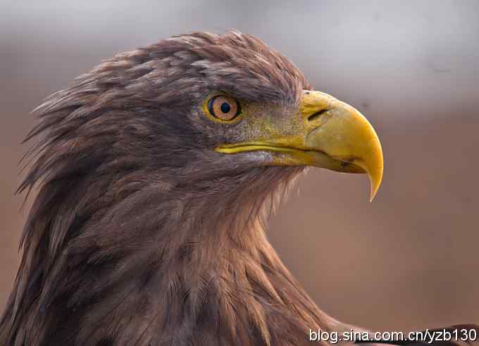 挑战鹰眼（组图，8张图片）