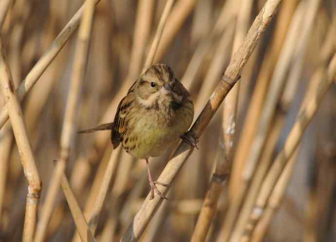 雌性灰头鹀（2）