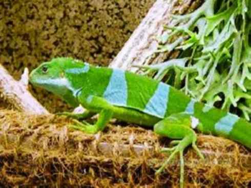 自然奇观：动物大迁徙(绿鬣蜥）