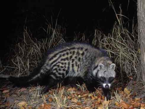 狈：传说的兽原型探秘（鬣狗）