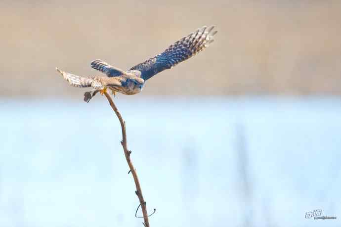 【野鸭湖的鸟】灰背隼 【野鸭湖的鸟】灰背隼