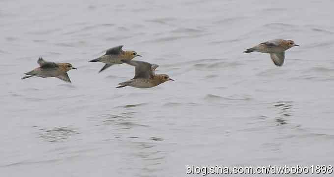 东花园观鸟生境记录