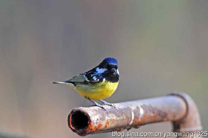 黄腹山雀（16）