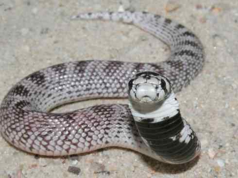 龙:传说的兽原型探秘(眼睛蛇类) 龙:传说的兽原型探秘(眼睛蛇类)