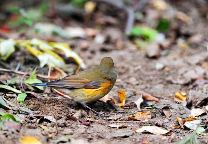 雌性红胁蓝尾鸲(6) 雌性红胁蓝尾鸲(6)