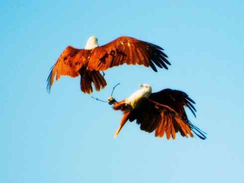 白头鸟系列:另类的美丽12(猛禽)