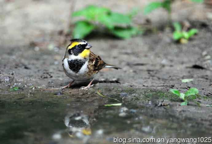 雄性黄喉鹀(3) 雄性黄喉鹀(3)