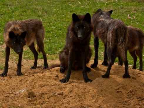 狈：传说的兽原型探秘（狼）