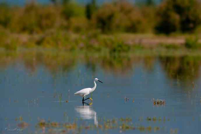 野鸭湖.生境白鹭