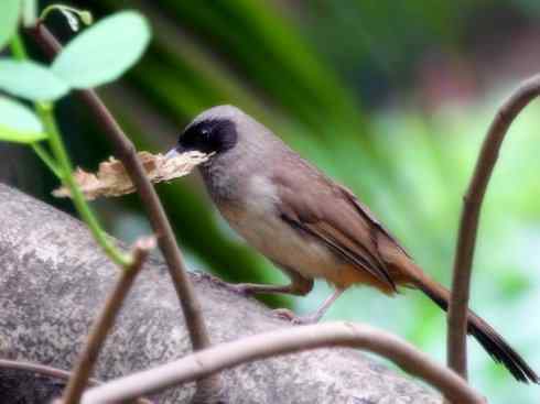 家禽驯化之源之十六