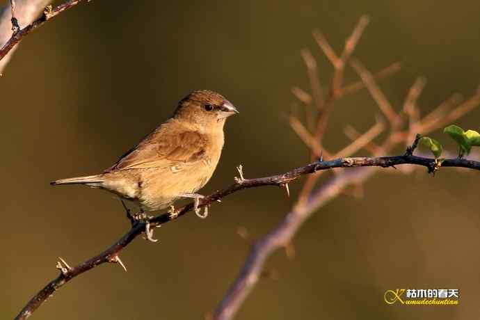 白斑黑石鵖 wbr wbr斑纹鸟 wbr wbr栗背伯劳
