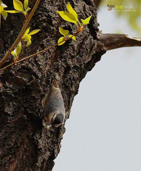 黑头鳾：放飞春天