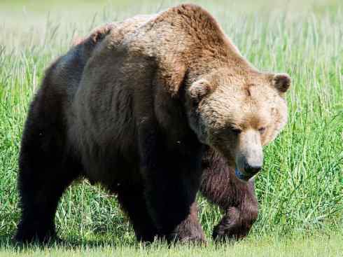 盘点十二大著名食蚁动物：懒熊