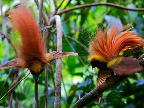 美丽无罪：雀鸟之极乐鸟