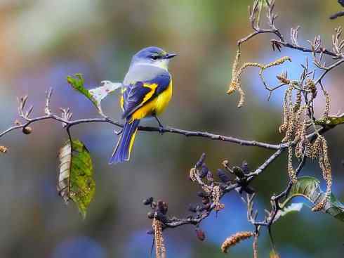 美丽无罪：雀鸟之山椒鸟
