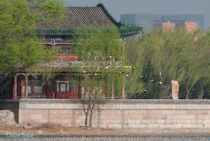 颐和园春鸟乐拍