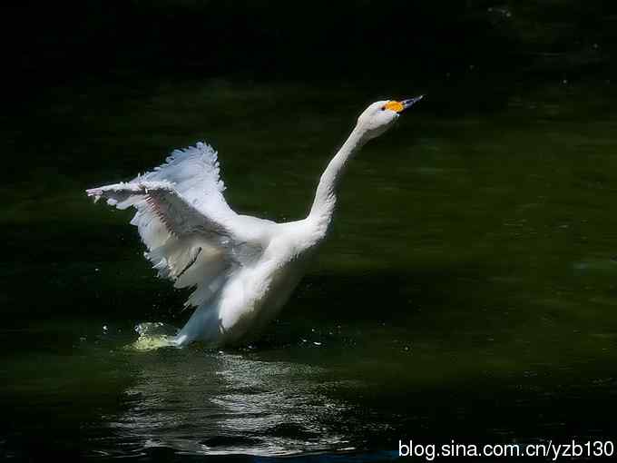 天鹅之舞（组图，8张图片）