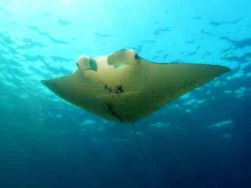 自然奇观：动物大迁徙(鲼)