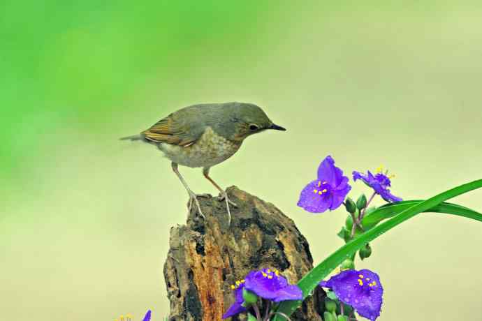 雌性蓝歌鸲与紫露草（3）