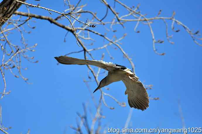 北京动物园的鸟类——飞（夜鹭）3