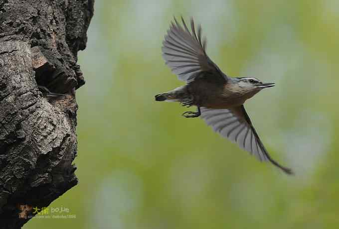 黑头鳾：放飞春天
