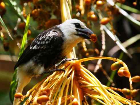白头鸟系列:另类的美丽4 白头鸟系列:另类的美丽4