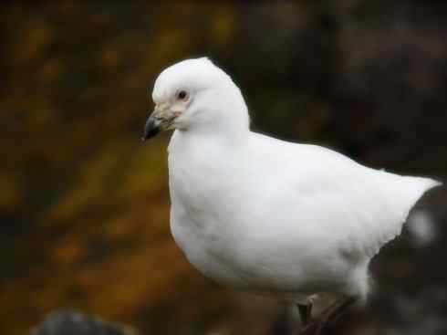 奇特的盔：白鞘嘴鸥