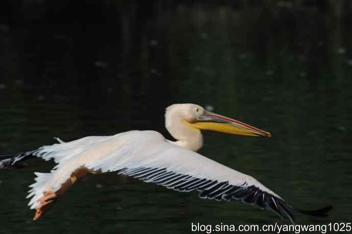 再拍大鹈鹕 wbr6