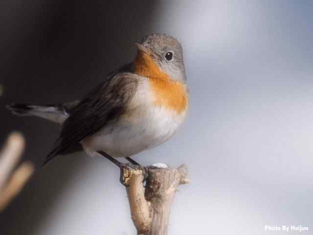 红胸姬鹟演绎冬天里的童话